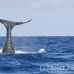 whale_humpback_h_00124_dom2165.jpg